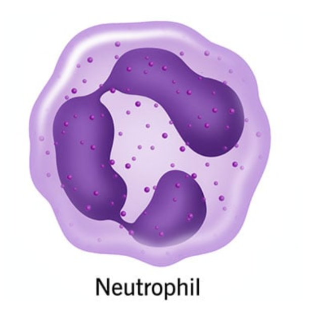 <p>Neutrophil</p>