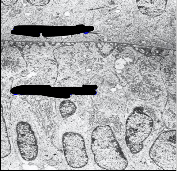 term image