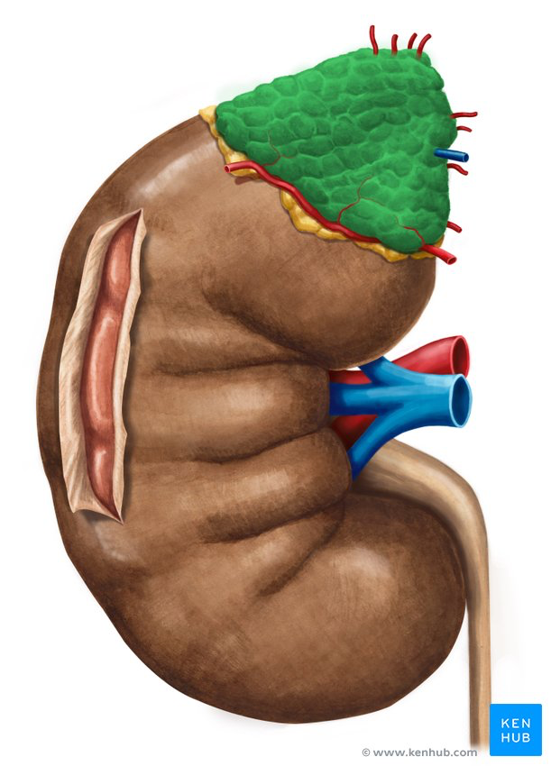 <p>Small, pyramidal-shaped tissues with a bumpy texture that lie on the superior aspect of kidneys</p>