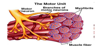 <p>What is a MOTOR UNIT?</p>