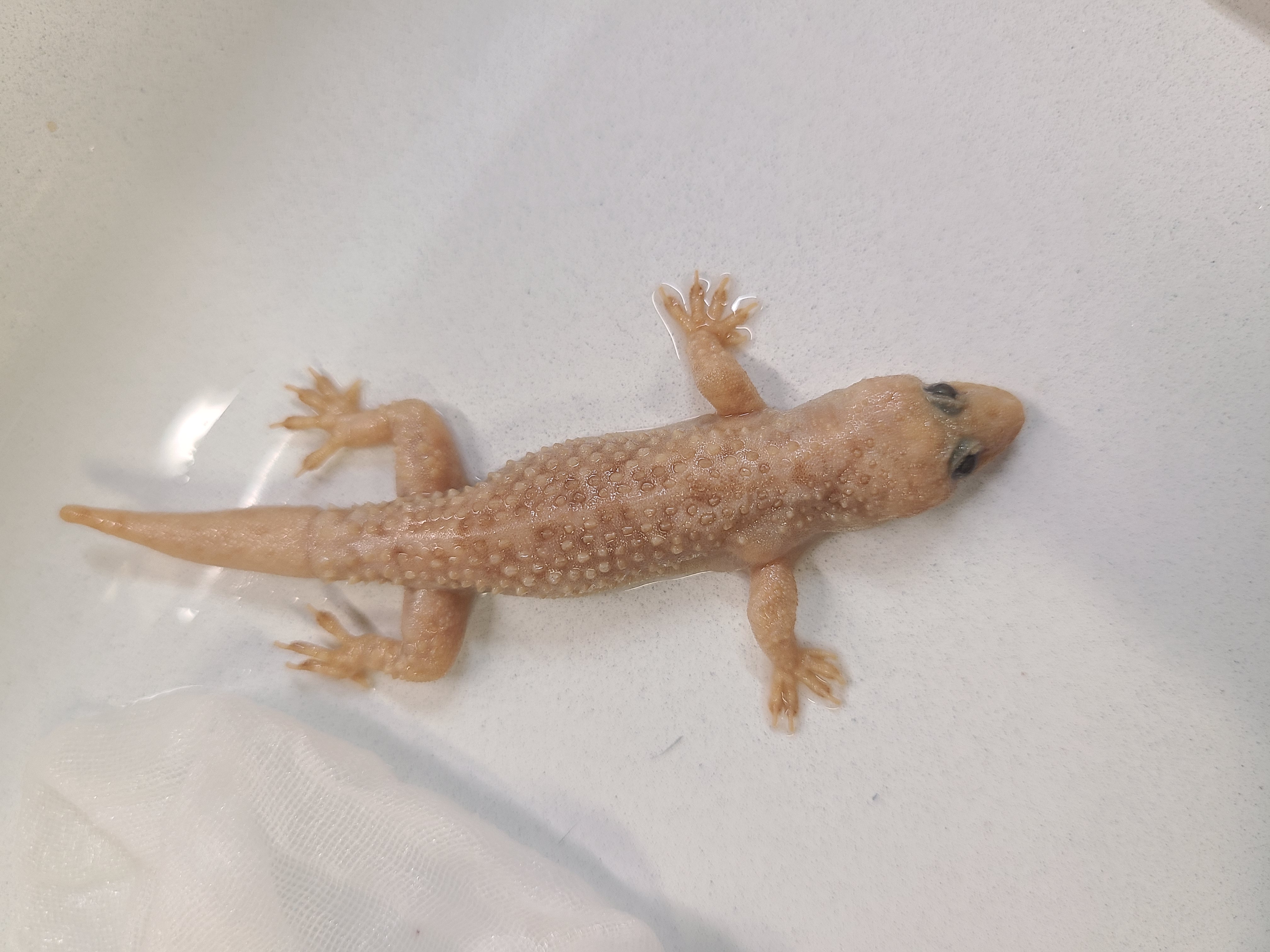 <p>Scientific name and distinguishing feature</p>