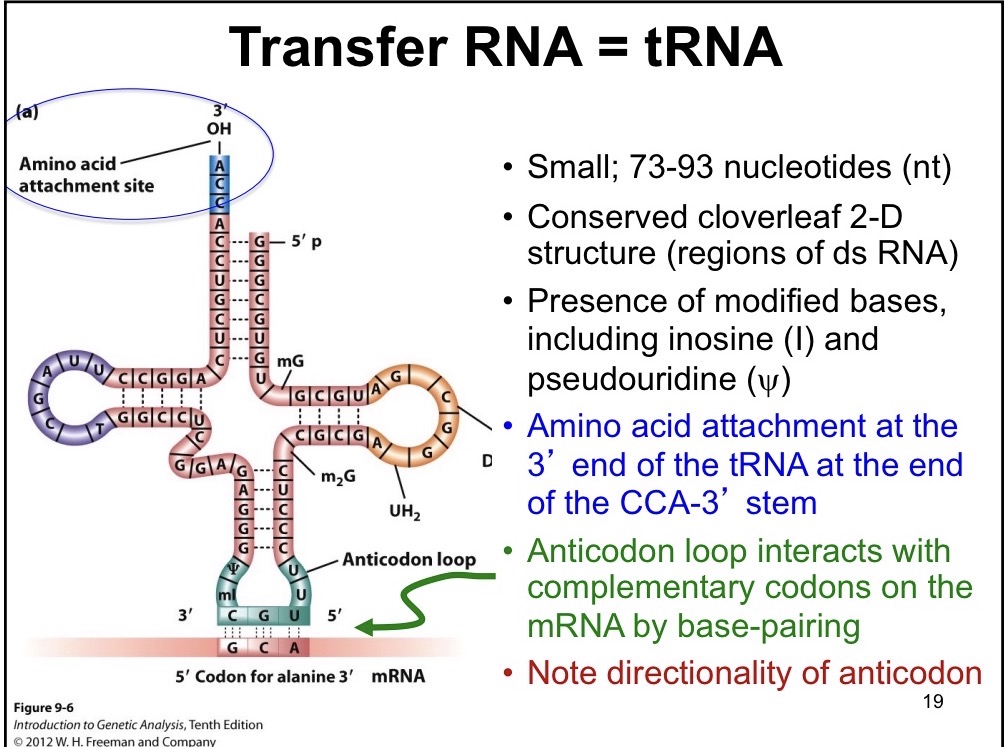 <ul><li><p>Reads base pairs on mRNA</p></li><li><p>Small 73-93 nucleotides</p></li><li><p>Presence of modified bases such as inosine (I) and pseudouridine </p></li><li><p>Contains STEM loops</p></li><li><p>Amino acid attachment to 3’ CCA STEM</p></li></ul><p></p>