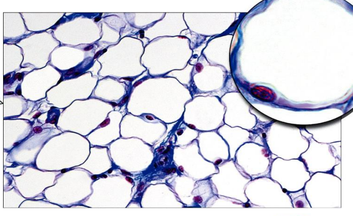 <ul><li><p>close-packed cells </p></li><li><p>nucleus pushed to the side </p></li><li><p>under skin &amp; around kindeys and eyeballs </p></li><li><p><strong>FUNCTION </strong>→ store triglycerides, provides cushion </p></li></ul><p></p>