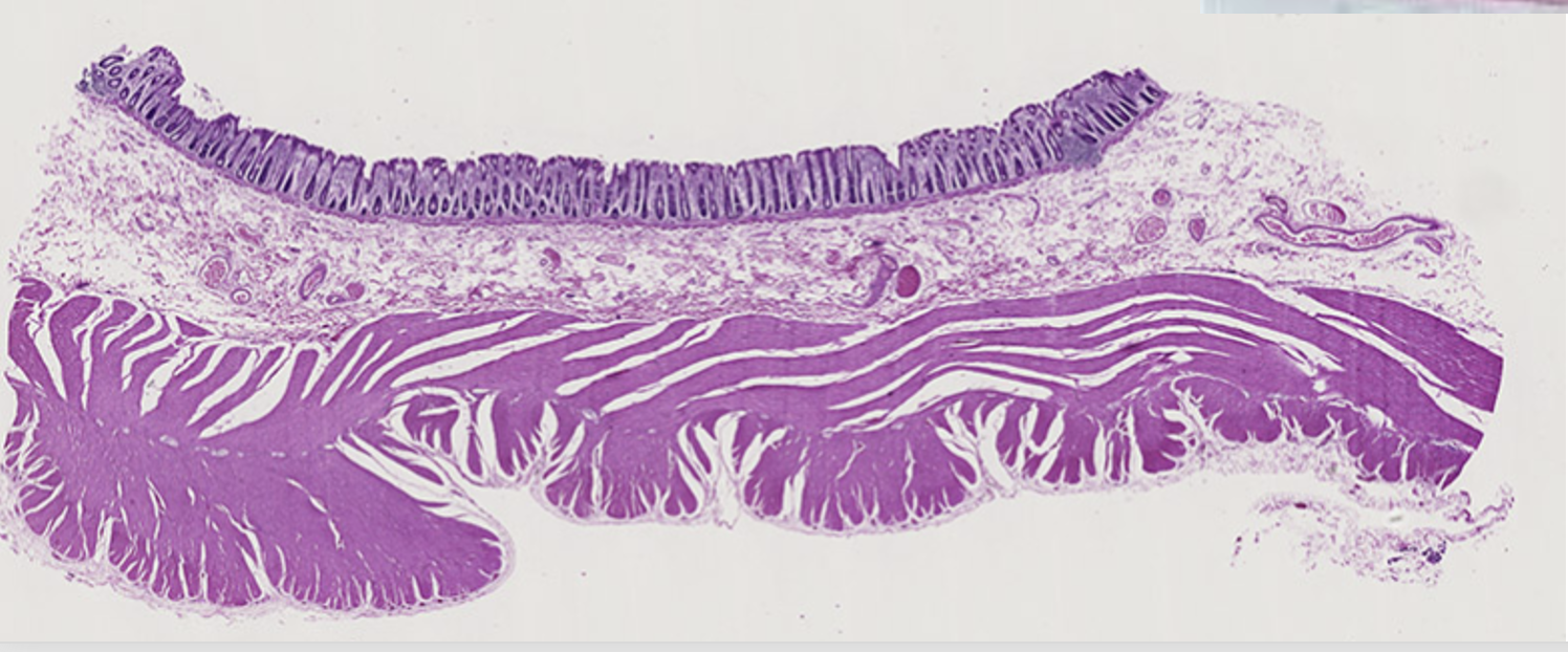 <p>what is this </p>