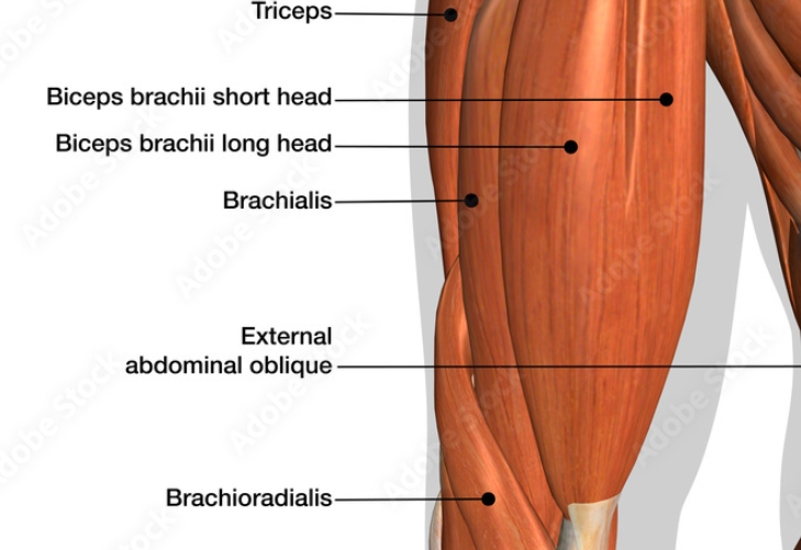 <p>Preacher Curl</p><p>primary: brachioradialis, brachialis, biceps </p><p>progression: bicep curls with dumbell</p><p>regression: band wrapped under feet</p>