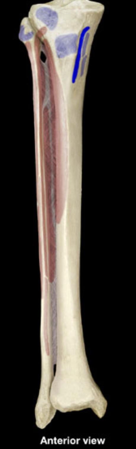 <p>sartorius insertion</p>