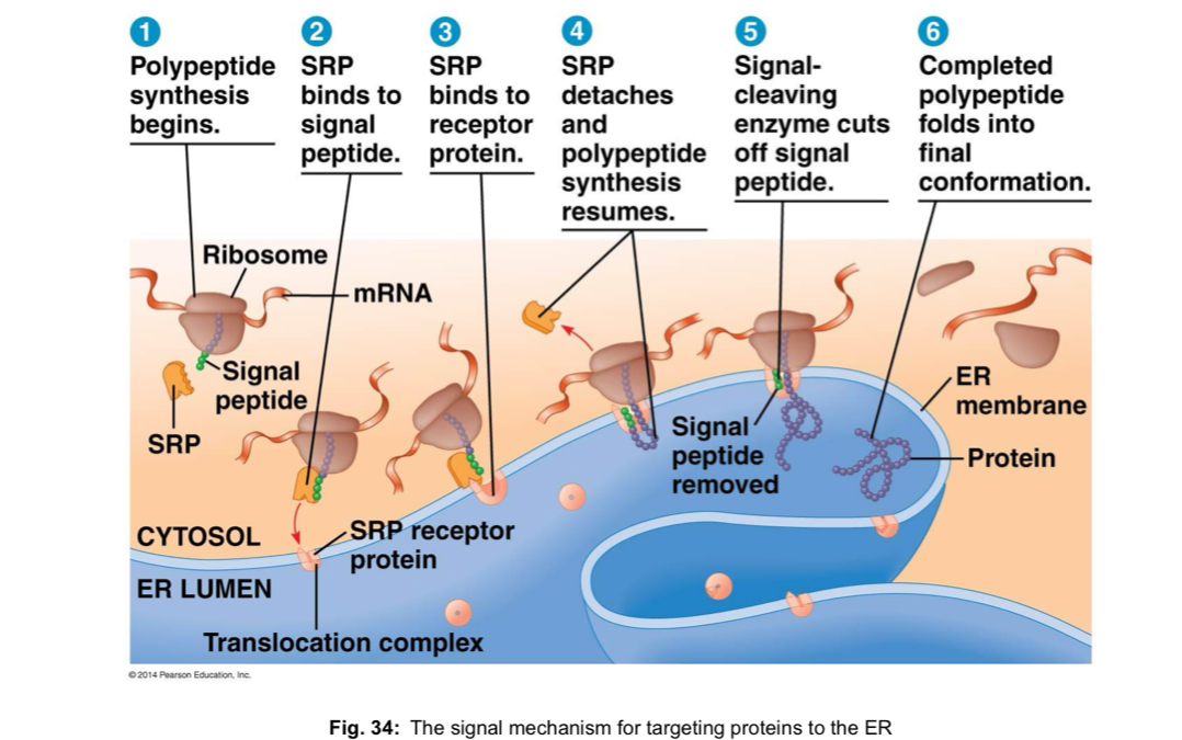 <ul><li><p>attached to the cytoplasmic side of the <strong>endoplasmic reticulum (ER) </strong></p></li><li><p>synthesise proteins of the <strong>nuclear envelope, ER, Golgi apparatus, lysosomes, vacuoles, and plasma membrane</strong>, as well as proteins to be <strong>secreted</strong> from the cell </p></li><li><p>polypeptides of proteins destined for the endomembrane system or for secretion are marked by a <strong>signal peptide</strong>, which targets the polypeptides to the ER </p></li><li><p>signal peptide - sequence of about 20 a.a at or near the N-terminal of the polypeptide, is recognised as it emerges from the ribosome by a protein-RNA complex called a <strong>signal-recognition particle (SRP) </strong></p><ul><li><p>SRP functions as an <strong>adaptor</strong> that brings the ribosome to a<strong> receptor protein</strong> built into the ER membrane</p></li><li><p>polypeptide synthesis continues there, and the <strong>growing polypeptide snakes across the ER membrane</strong> into the cisternal space via <strong>protein pore </strong></p></li></ul></li></ul><p></p>