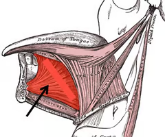 <p><span>EXTRINSIC SUPRAHYOID<br><br>origin: mental symphysis of mandible<br><br>insertion: lowermost fibers of corpus of hyoid; upper dorsum and tip of tongue<br><br>innervation: CN XII (hypoglossal), motor branch<br><br>function: extrinsic tongue muscle; contraction elevates hyoid</span></p>