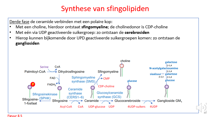 <p><span>Enkel ter illustratie</span></p><p style="text-align: left;"></p><p style="text-align: left;"><span>Hoe we van ceramide tot verschillende membraancomponenten / isolerende stoffen zoals sfingomyeline kunnen komen.</span></p><p style="text-align: left;"></p><p style="text-align: left;"><span>We kunnen de ceramide verbinden met CDP-choline, UDP-glucose of nog met andere suikers erbovenop om uiteindelijk tot verschillende stoffen te komen die hun belang hebben bij het vormen van membranen, zeker ook in de hersenen.</span></p><p style="text-align: left;"></p><p style="text-align: left;"><span>Dus, verdere verbindingen met choline, suikers… om tot het hele gamma van sfingolipiden (glucolipiden, glycerolipiden…) te komen.</span></p>