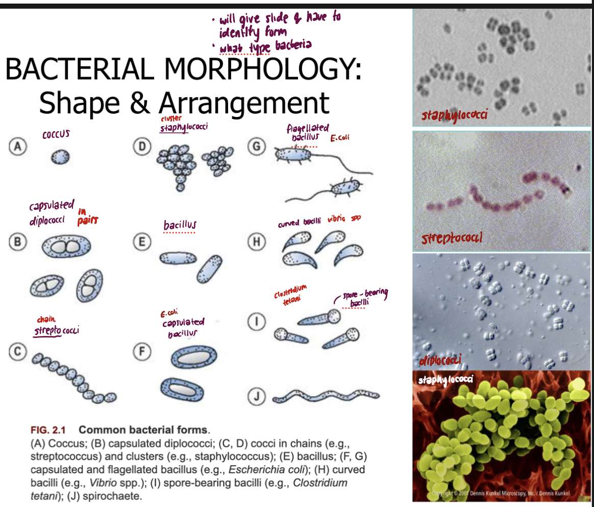 <p>Shapes</p><ul><li><p>bacilli - rod</p></li><li><p>cocci - circle</p></li><li><p>spirilla - spiral</p></li><li><p>vibrio - curved or comma</p></li></ul><p></p><p>strept = chain</p><p>staph - cluster</p><p>diplo = pair</p><p></p>