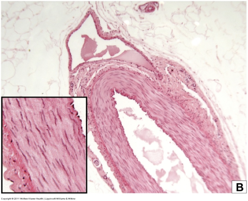 <p>Classify the organ</p>