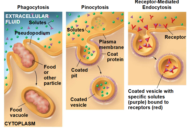 <p>Bij endocytose neemt de cel macromoleculen op door vesikels te vormen vanuit het plasmamembraan</p><p><span data-name="black_small_square" data-type="emoji">▪</span> Endocytose is het omgekeerde proces van exocytose, waarbij andere eiwitten betrokken zijn</p><p><span data-name="black_small_square" data-type="emoji">▪</span> Er zijn drie soorten endocytose</p><p><span data-name="black_small_square" data-type="emoji">▪</span> Fagocytose („celopname“)</p><p><span data-name="black_small_square" data-type="emoji">▪</span> Pinocytose („celopname via vloeistof“)</p><p><span data-name="black_small_square" data-type="emoji">▪</span> Receptor-gemedieerde endocytose</p>