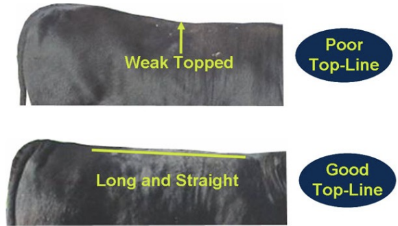 <ul><li><p>good: long and straight</p></li><li><p>poor: weak topped</p></li></ul><p></p>