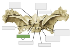 <p>Posterior view: This is the</p>