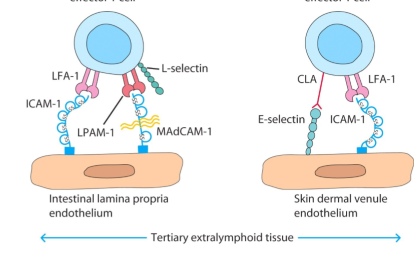 <p>door expressie van specifieke adhesiemoleculen: andere combinaties tsn adhesiemoleculen van endotheel en leukocyten</p>