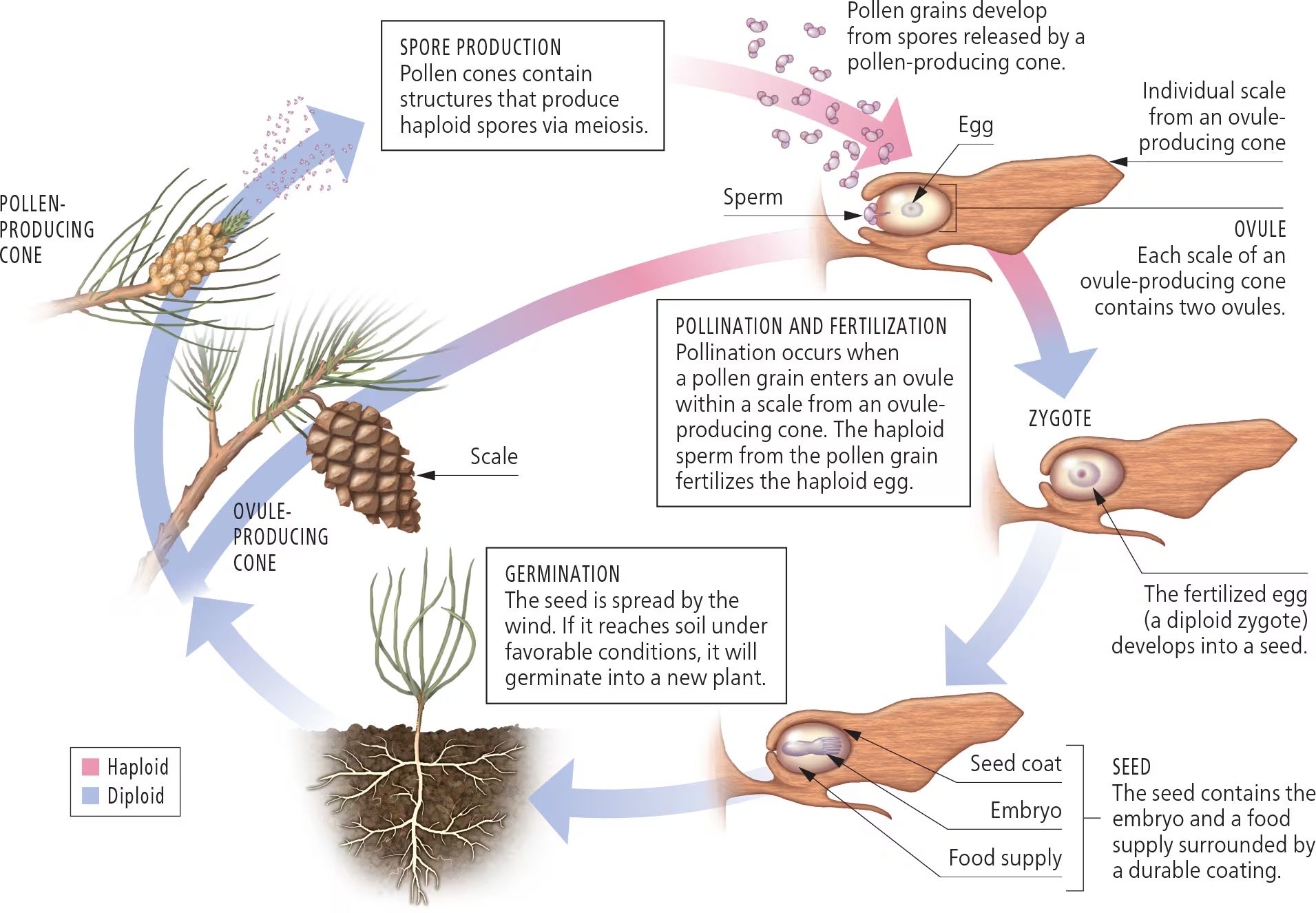 <p>Cones house all ______ stages: spores, eggs, sperm, zygotes, and embryos.</p>