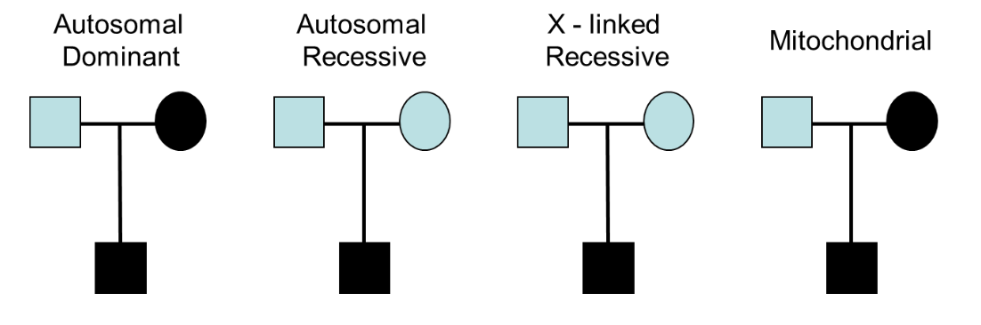 <p>a. several genes involved in non-syndromic hearing loss</p><p>b. different inheritance patterns (<strong><em>see figure below</em></strong>)</p>