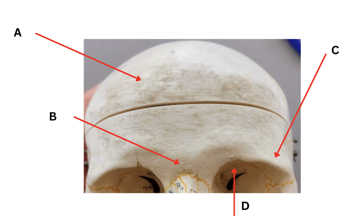 <p>Identify marking B</p>