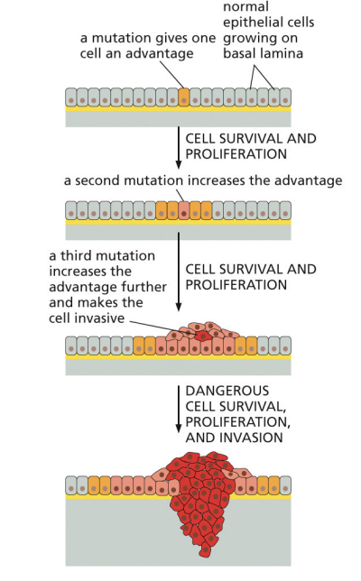<p>Cancer cells attach to the extracellular matrix to invade. Then they use enzymes (metalloproteinases) to break down the ECM. Then they must migrate through the degraded ECM (which may require changes in cell shape and polarization)</p>