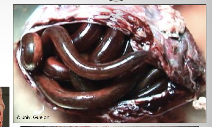 <p>What worm species can be seen infecting the kidneys, which will require nephrotomy or nephrectomy to treat? Eggs will be seen in urine.</p>