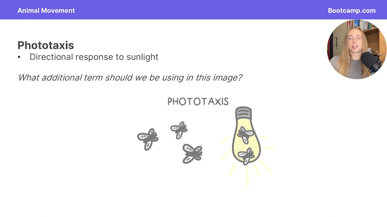 <p>directional response to sunlight</p>