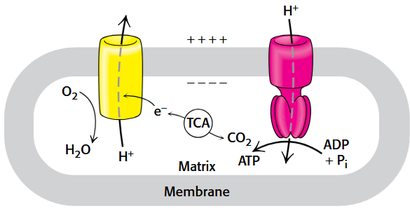 <p>The movement of protons down the concentration gradient of the mitochondria inner membrane (MIM) by three large protein complexes.</p><p>Energy from redox reactions or light is coupled to electron transfer that use this energy to translocate protons across the membrane.</p><p>Directional H+ pumping results in both a chemical gradient across the membrane, represented by ΔpH, and an electrical gradient due to the separation of charge, which can be measured as a membrane potential, Δψ.</p><p>ATP is produced.</p>
