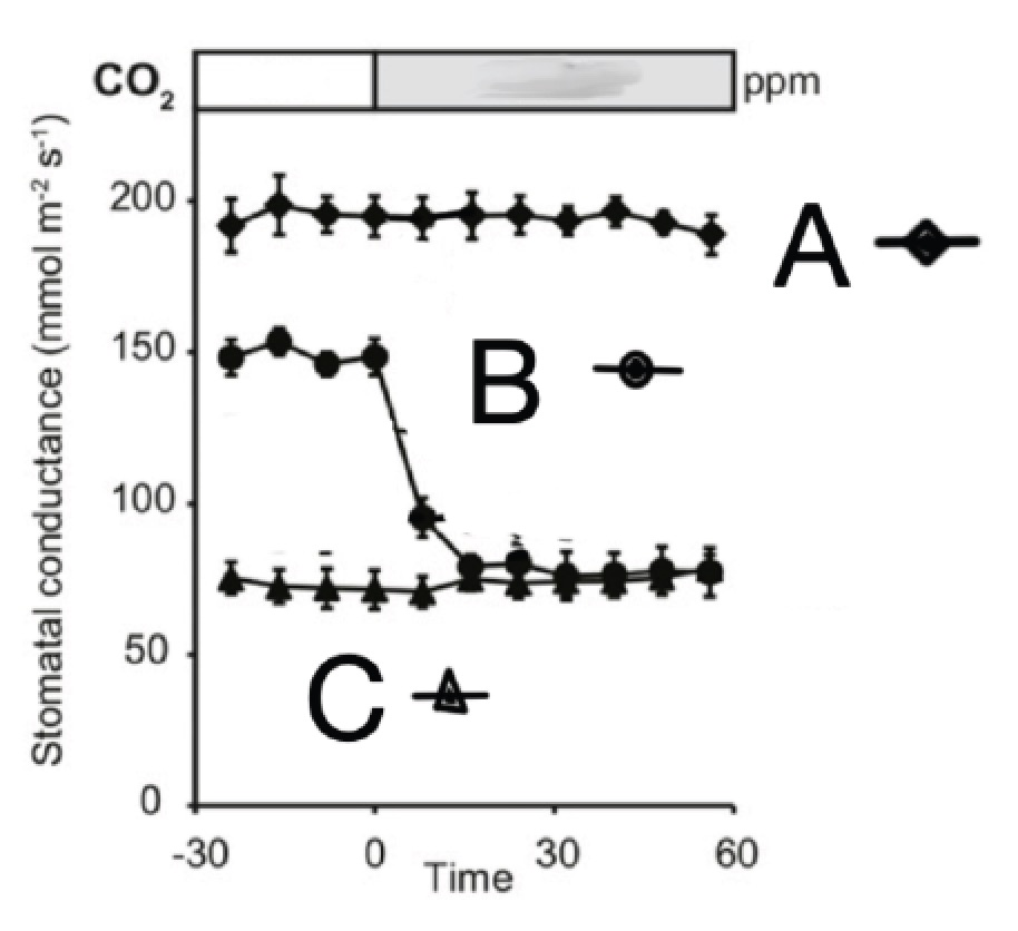 <p>The three lines above represent three different plants responding to an acute change in environmental&nbsp; carbon dioxide levels.&nbsp; </p><p>Which of the lines might represent the stomata response to a change in carbon dioxide levels of a mutant lacking CA activity?</p><p>Which could be a lack in CBC activity?</p><p class="p1">What happens to carbon dioxide levels at time zero?</p>