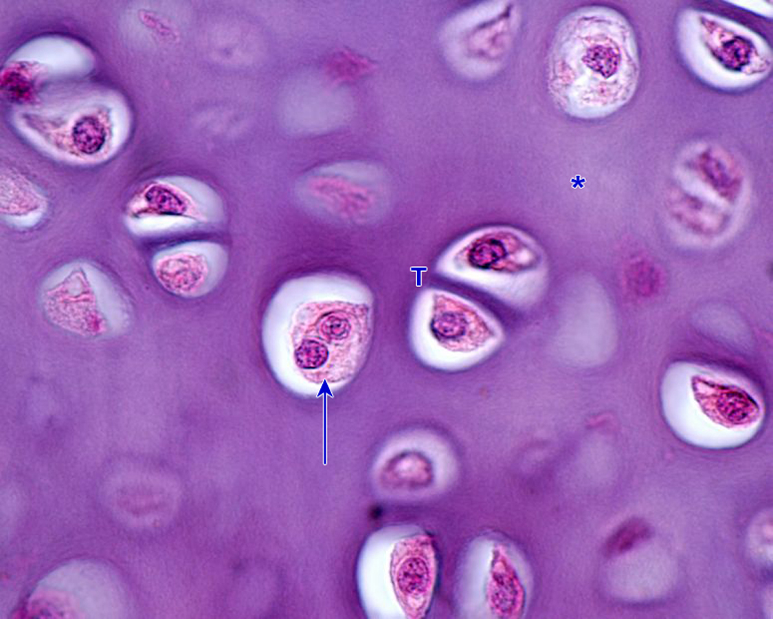 <p>Identifica el tejido</p>