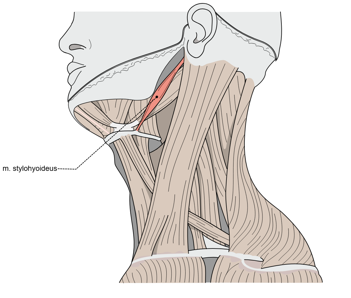 <p>Identify, it is superior to which muscle’s tendon?</p>