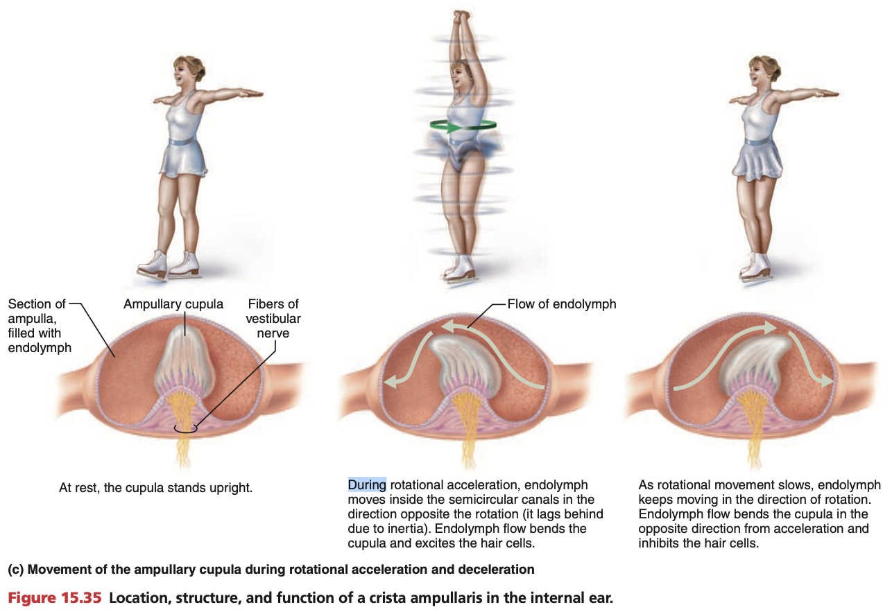 <ul><li><p>Inside each <mark data-color="yellow" style="background-color: yellow; color: inherit;">ampulla</mark>, is a gelatinous capsule called the <strong><mark data-color="green" style="background-color: green; color: inherit;">cupula</mark></strong></p></li><li><p><mark data-color="purple" style="background-color: purple; color: inherit;">Hair cells (mechanoreceptors)</mark> extend into the <mark data-color="green" style="background-color: green; color: inherit;">cupula</mark></p></li></ul><p></p><ol><li><p>Head turns in a direction (e.g turns right) ←<span data-name="head_shaking_horizontally" data-type="emoji">🙂‍↔</span></p></li><li><p><strong><mark data-color="yellow" style="background-color: yellow; color: inherit;">Endolymph</mark></strong> in the semicircular canals lags behind due to <strong><u><mark data-color="red" style="background-color: red; color: inherit;">inertia</mark></u></strong>. Semicircular canal continues moving regardless. (e.g horizontal semicircular canal)</p></li><li><p>Endolymph is frozen for a few seconds, swishing into the cupula located within the ampula, causing the <strong><em><u>cupula to sway in the opposite direction</u></em></strong> momentarily.</p><ol><li><p>(e.g endolymph <span data-name="droplet" data-type="emoji">💧</span> → ← semicircular canal &amp; ampulla<span data-name="ear" data-type="emoji">👂</span></p></li><li><p>endolymph <span data-name="droplet" data-type="emoji">💧</span> → ampulla &amp; cupula momentarily <span data-name="jellyfish" data-type="emoji">🪼</span> →)</p></li></ol></li><li><p>Movement of cupula causes stereocilia on the hair cells bends <strong><em><u>towards</u></em></strong> kinocilium, activating the <strong><em><u><mark data-color="purple" style="background-color: purple; color: inherit;">hair cells</mark></u></em></strong></p></li><li><p>Hair cells <strong><em><u>depolarise</u></em></strong>, firing <strong><em><u><mark data-color="purple" style="background-color: purple; color: inherit;">action potentials</mark></u></em></strong></p></li><li><p>As rotation slows down, <strong><em><u>endolymph finally moves</u></em></strong> in direction of rotation (e.g moves left)</p></li><li><p><strong><em><u>Cupula sways in direction of movement</u></em></strong> (e.g swishes left)</p></li><li><p>Movement of cupula causes stereocilia on the hair cells bends <strong><em><u>away from</u></em></strong> kinocilium, activating the hair cells</p></li><li><p>Hair cells <strong><em><u>hyperpolarise</u></em></strong>, deactivating and <strong><em><u>inhibiting hair cells</u></em></strong>.</p></li></ol><p></p>