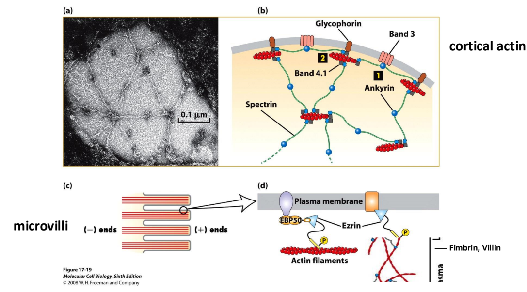 <p><strong>Cell cortex</strong> = actin-rich layer beneath plasma membrane </p><p><strong>Spectrin</strong> = closely associated w/ cell cortex</p><p><strong>Ezrin</strong> = links actin to microvilli membrane </p>
