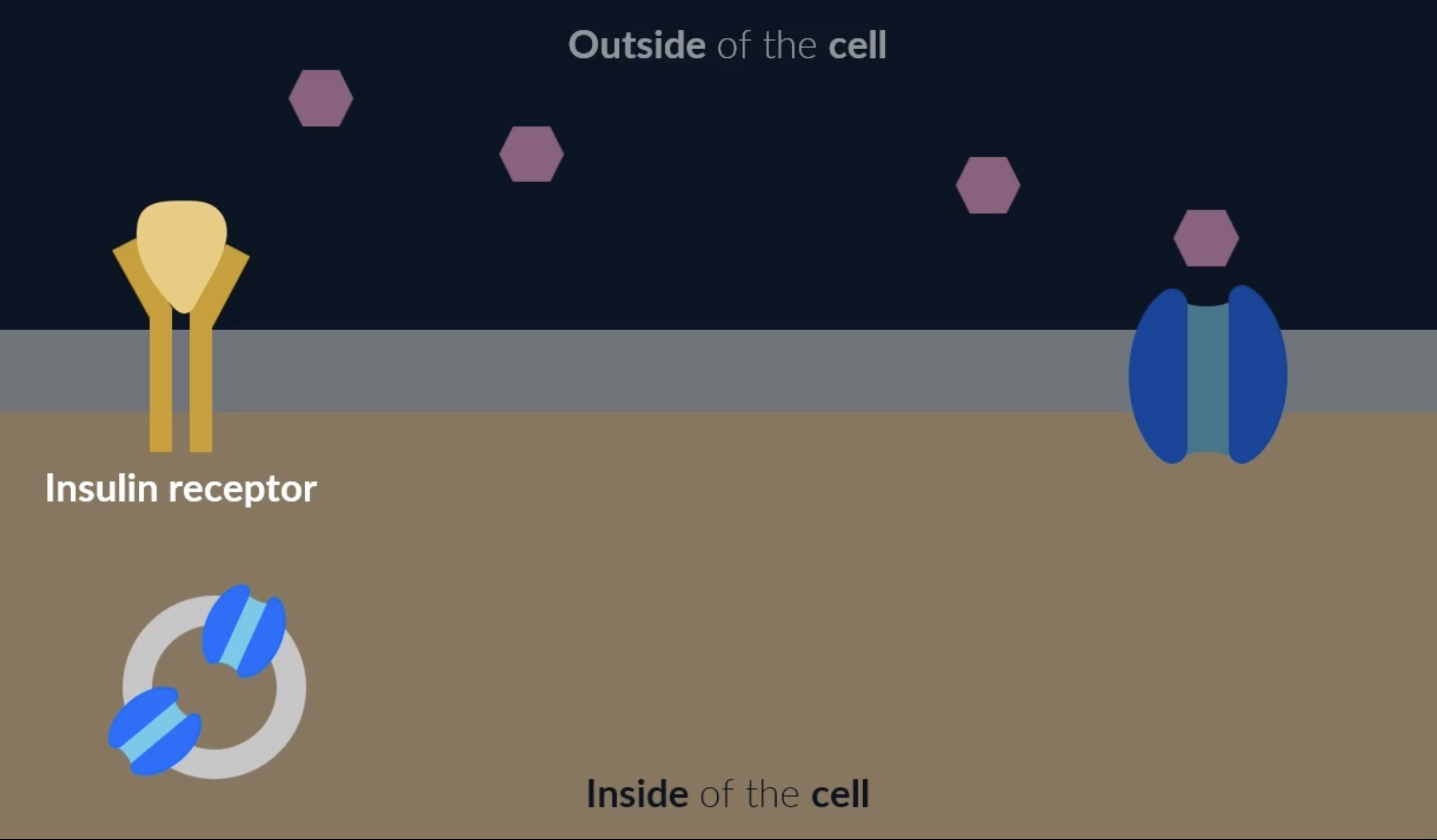 <p>our cells have glucose channel proteins which allows glucose into cells to be used in respiration</p><p>cells also have insulin receptors, when insulin binds to the insulin receptors, it triggers vesicles (which contain extra glucose channel proteins) to move to the cell membrane. these vesicles fuse with the cell membrane and the glucose channel proteins are added to the cell membrane. this increases the amount of glucose that can enter the cell, which decreases the blood glucose concentration. this glucose can then be used in respiration or to synthesise new molecules for the cell</p>