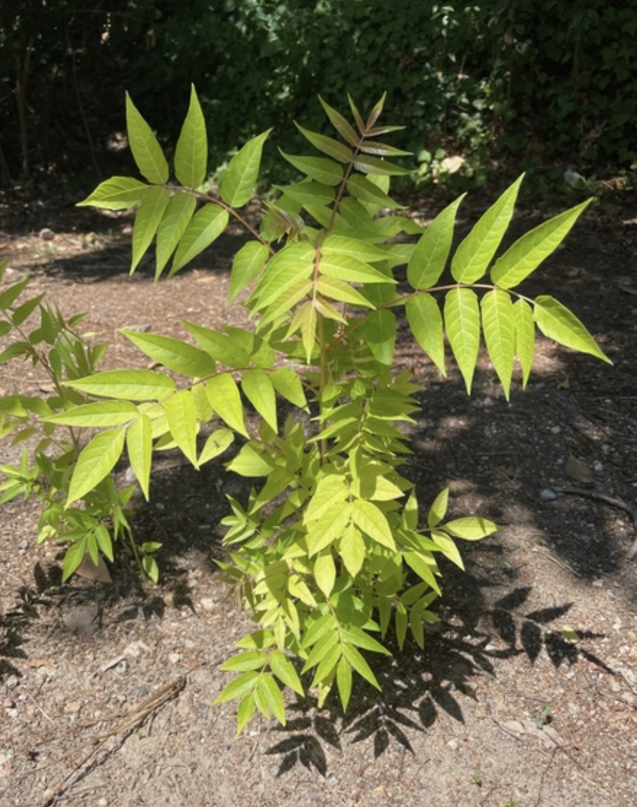 <p>Fast-growing small tree/shrub with very large compound leaves (12-24 inches long) made up of many small leaflets. Smooth gray-brown bark. Small greenish-yellow flowers in clusters. Distinctive winged seed pods (samaras) that are reddish or yellow, clustered in large bunches. ID: Extremely unpleasant smell when leaves/bark crushed (pungent, almost gasoline-like), very large compound leaves, aggressive growth, winged seed clusters, can reach 50+ feet quickly. Also smells foul and sour when broken open.</p>