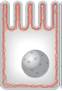 <p>-Cytoskeleton Element</p><p>-Made up of Actin</p><p>-Resist Tension</p>