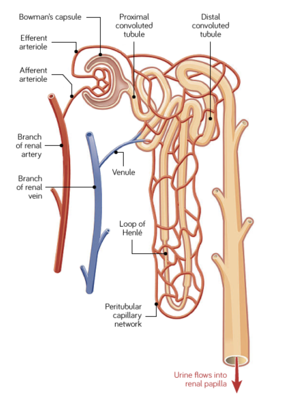 <p><span>In the <strong>proximal convoluted tubule</strong>, any substances that are useful to the body, such as glucose and ions, are reabsorbed.</span></p><p><span>In the <strong>Loop of Henle</strong>, water is reabsorbed.</span></p><p><span>In the <strong>distal convoluted tubule</strong>, any waste products that were not filtered out in the capsule are secreted into the lumen of the nephron.</span></p>