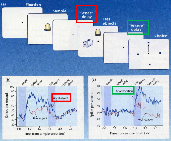 <ul><li><p>Stimulus-specific neural populations in PFC = objects vs locations?</p></li><li><p>BUT: neurons changed their response preferences when the task changed = can be easily “re-trained” Goes against innate, hard-wired preferences</p></li></ul><p></p>