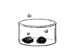 <p>The creation of living organisms from nonliving components, disproved by Louis Pasteur.</p>