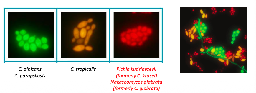 <ul><li><p>Uses hybridized probes of DNA (or peptide, PNA) to identify intact microorganisms:</p><ul><li><p>Bind to rRNA molecules on microbes (<strong>higher copy number than a single gene) </strong>and aid in ID/selection of antimicrobials</p></li></ul></li></ul><p></p>