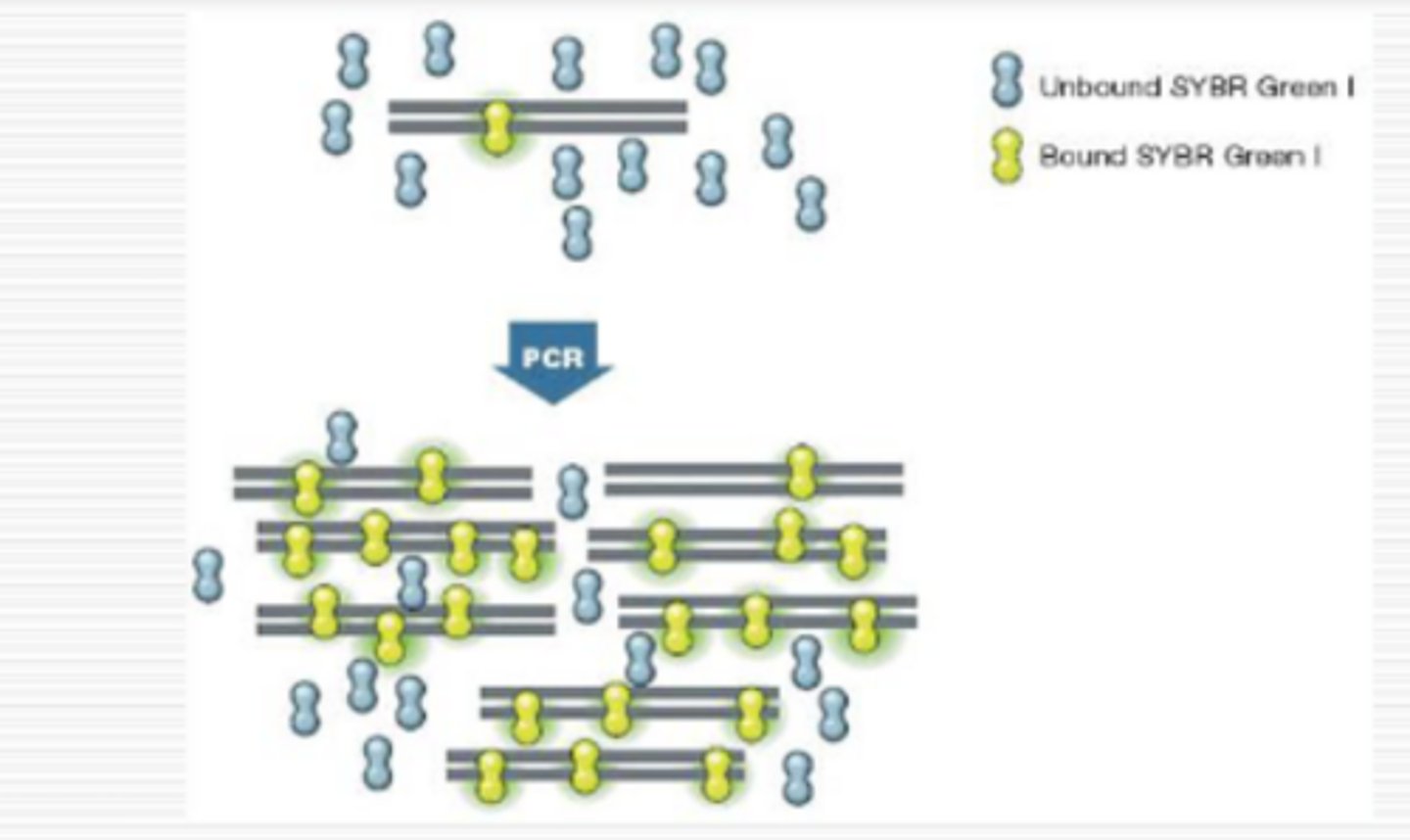 <p>real-time detection--non-specific dye that binds to any dsDNA</p>