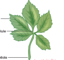<p>all leaflets come out of the same location</p>