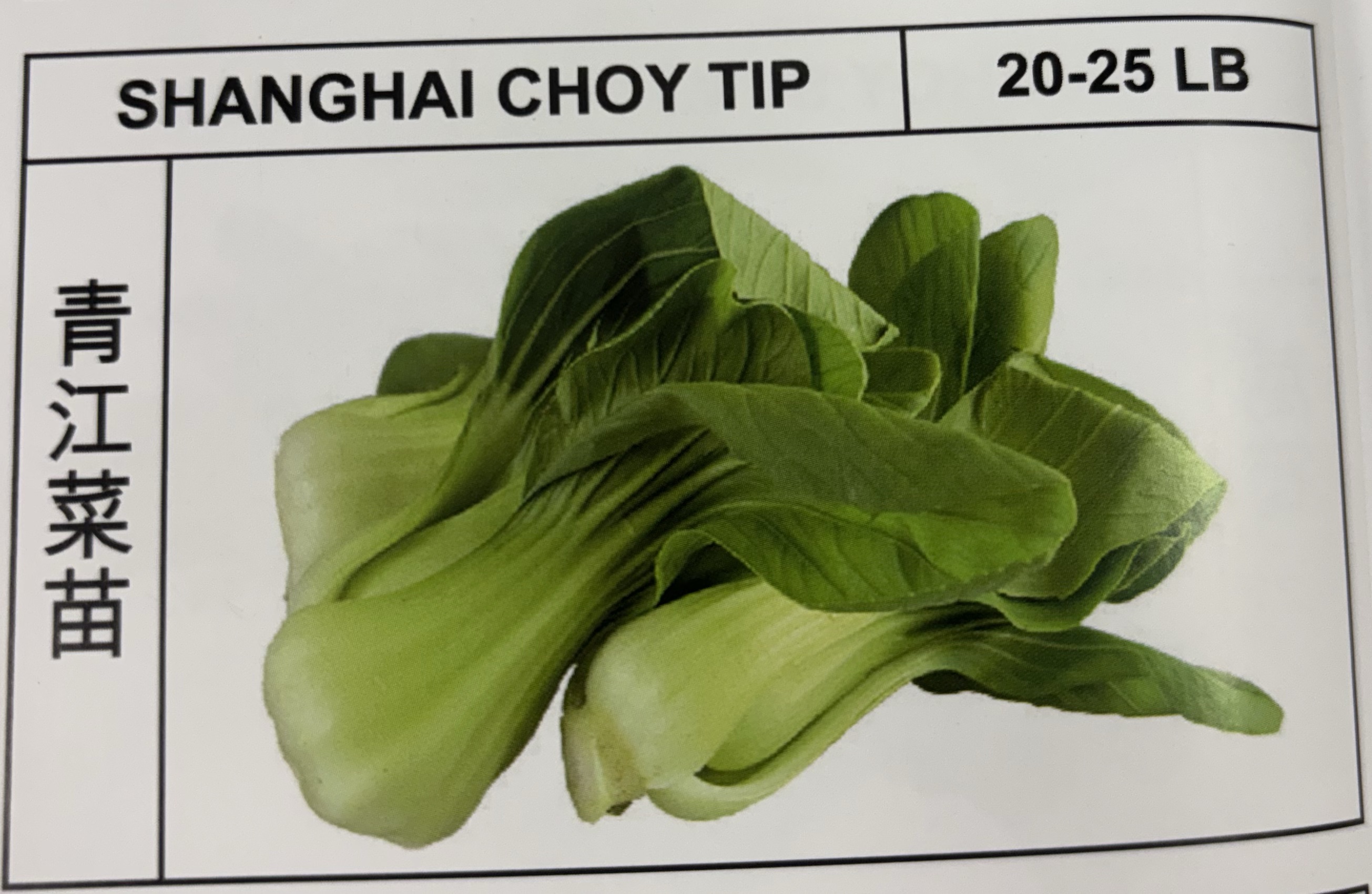 <p>SHANGHAI CHOY TIP</p>