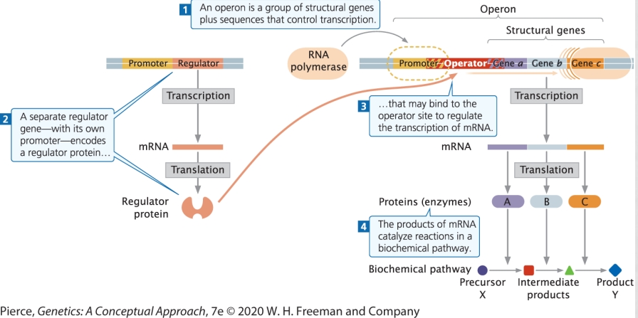 <p>Operon: transcriptional unit including: promoter + operator + structural genes</p><p>Regulator/Regulatory gene: DNA sequence encoding products that affect the operon function, but are not part of the operon (transcribed and translated to produce a regulator protein that will bind to operator to repress or activate)</p>