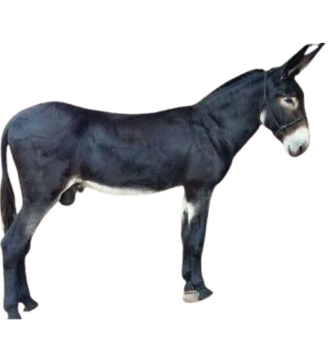 <ul><li><p>Draft but also for recreation, trail riding and livestock guardian</p></li><li><p>USA</p></li><li><p>Large size, muscular buold, large expressive features, long upright ears, wide set eyes.</p></li></ul><p></p>