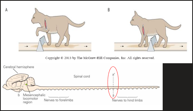 <p>spinal preparation - the surgical severing of the spinal cord typically transected at the lower thoracic level, and isolating the spinal segments that control the hind limb musculature from the rest of the CNS.</p>