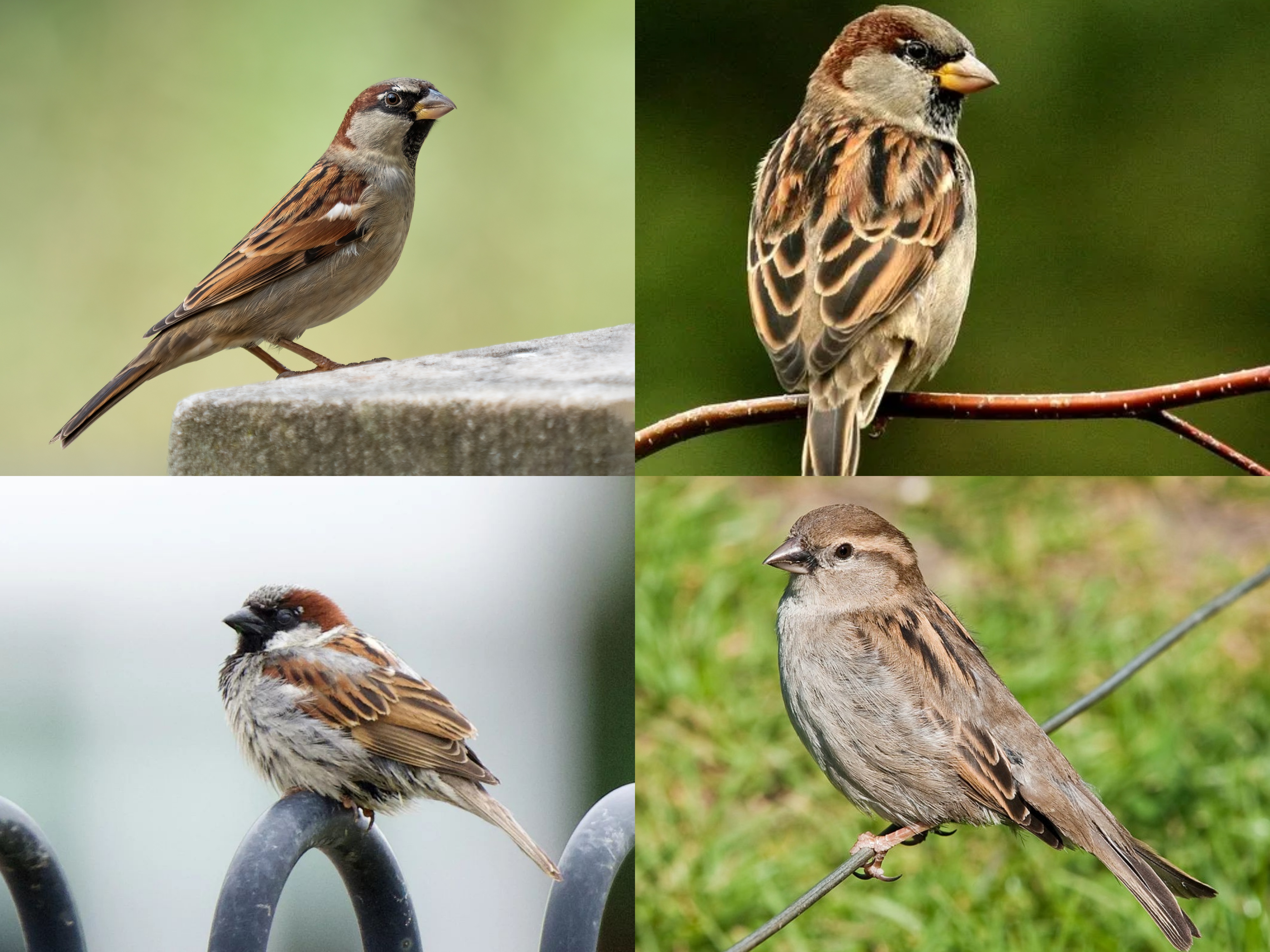 <p>Order: Passeriformes</p><p>Family: Passeridae</p><p>CN: House Sparrow</p><p>Alpha Code: HOSP</p>