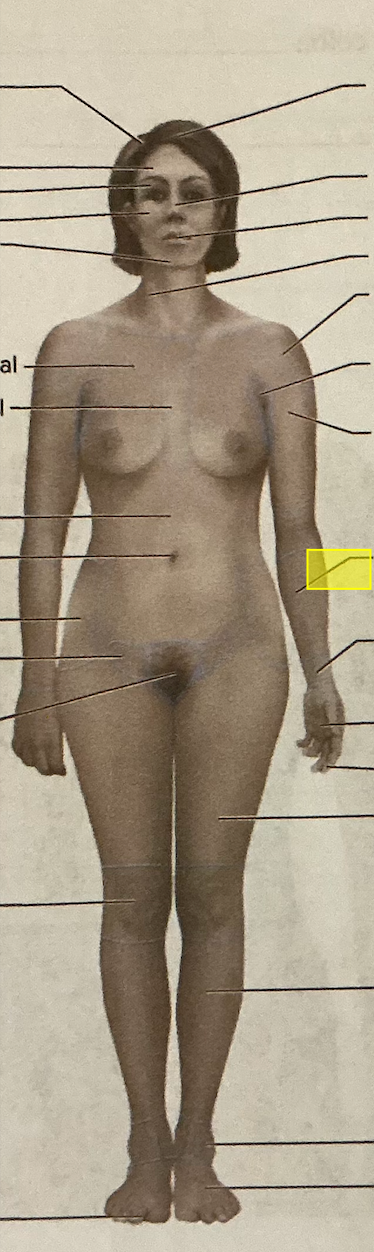 <p>identify the region of the body</p>