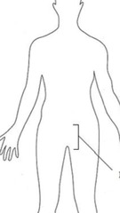 <p>groin</p>