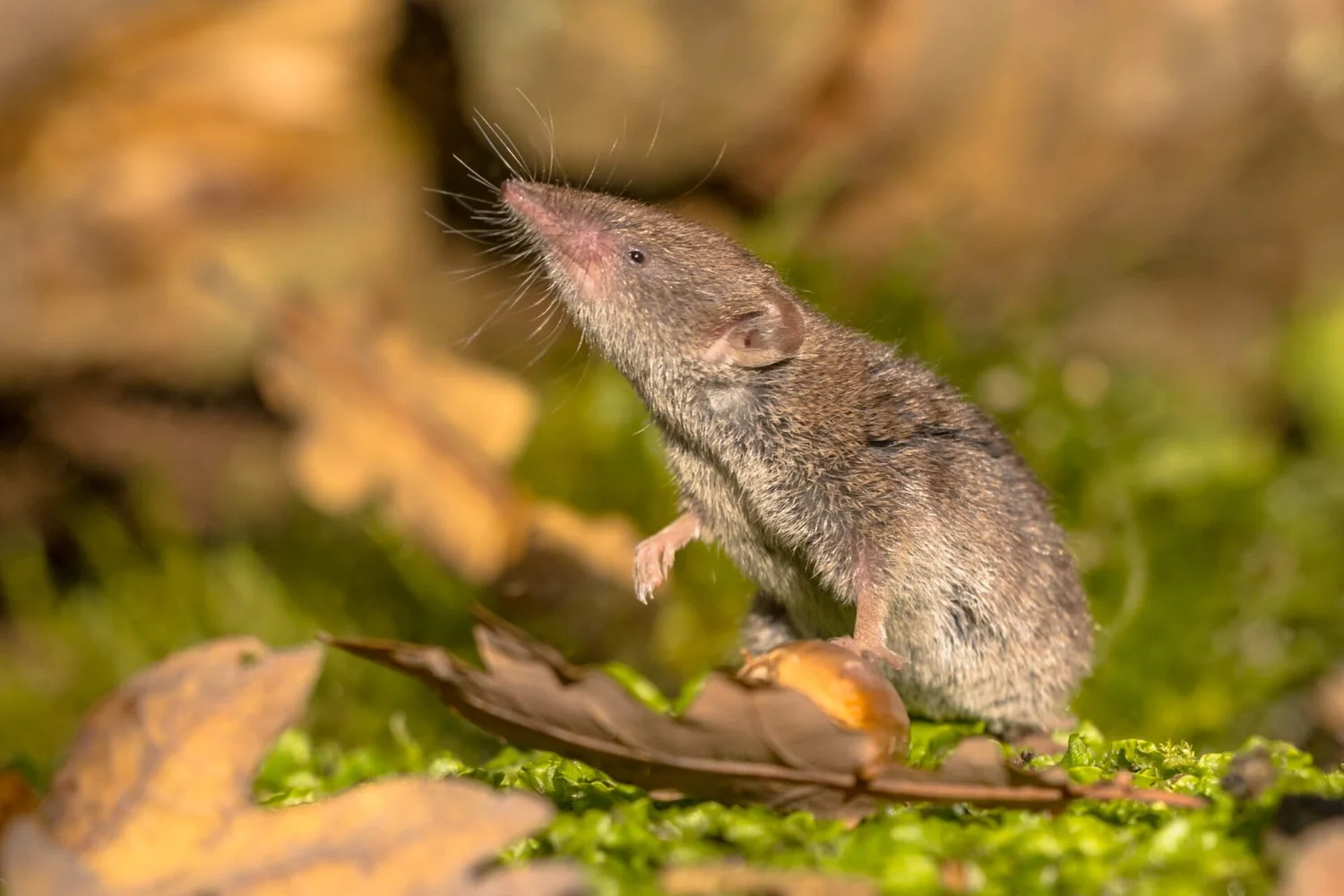 <p><span>Covered in a grey-red-brown upper half and a yellowish-grey underside, they have prominent ears, bright white teeth, and a tail with long, white hairs</span></p>