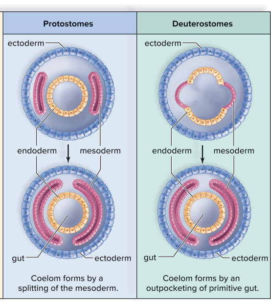 <p><span>•Mesoderm splits in protostomes</span></p><p><span>•Mesodermal pouches from gut wall meet and fuse in deuterostomes</span></p>