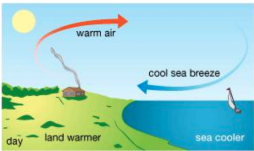 <ul><li><p>during the day, the land is warmer than the water</p></li><li><p>convection current —> warm land warms the air, which causes it to rise, pushing the cold air towards land (aka sea breeze)</p></li></ul><p></p>